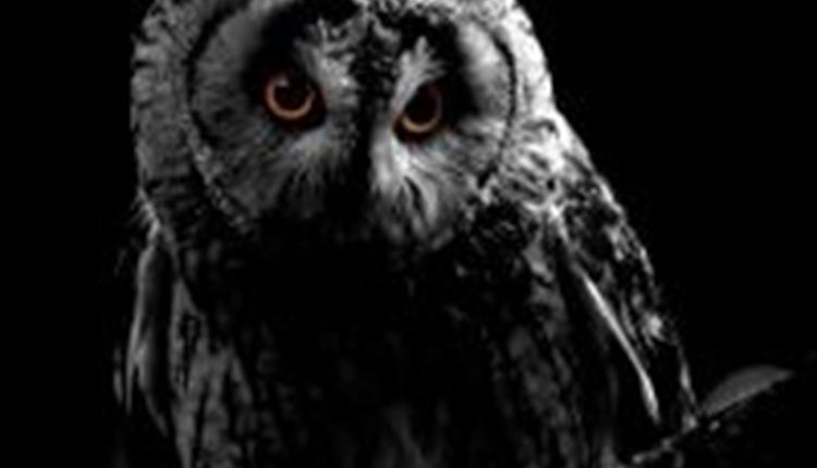 Owl-O-Ween