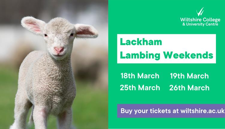 Lackham Lambing Weekends