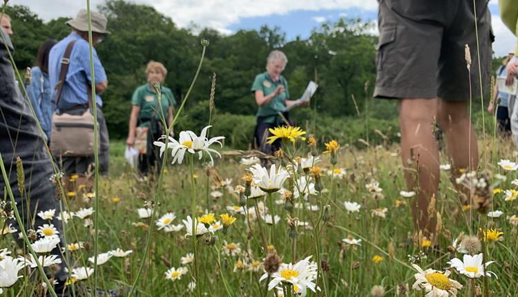 Wild Flower Guided Walk