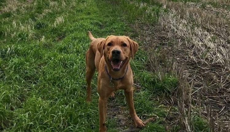 Charity Dog Walk with The White Horse Inn!